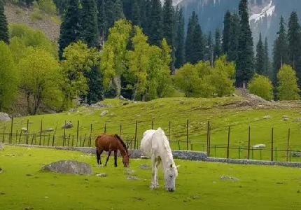 Chandigarh to Kashmir Self Drive Car